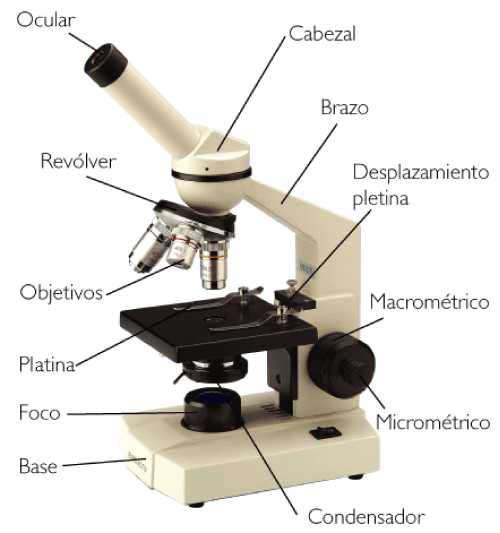 Nuestra compañía naranja medida Microscopía Óptica - Apuntes de Electromedicina Xavier Pardell